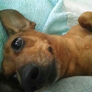 Close-up of dog resting