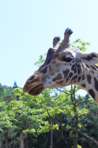 Low angle view of giraffe against clear sky