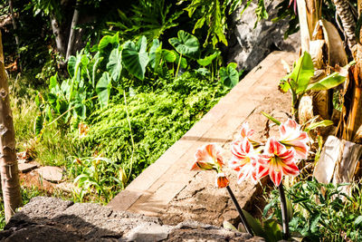Close-up of pink flower growing in garden