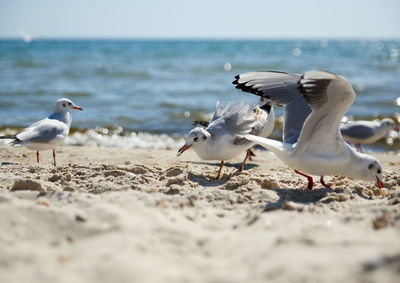 Seagulls on the sandy shore of the black sea on a summer day, ukraine kherson region