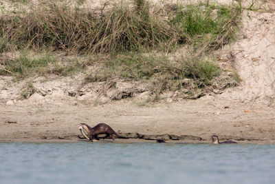 View of animal relaxing on land