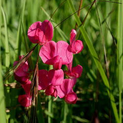 Close-up of pink flowering plant