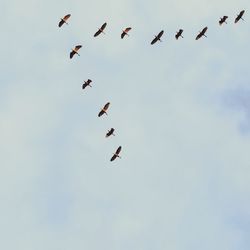 Low angle view of birds flying in sky