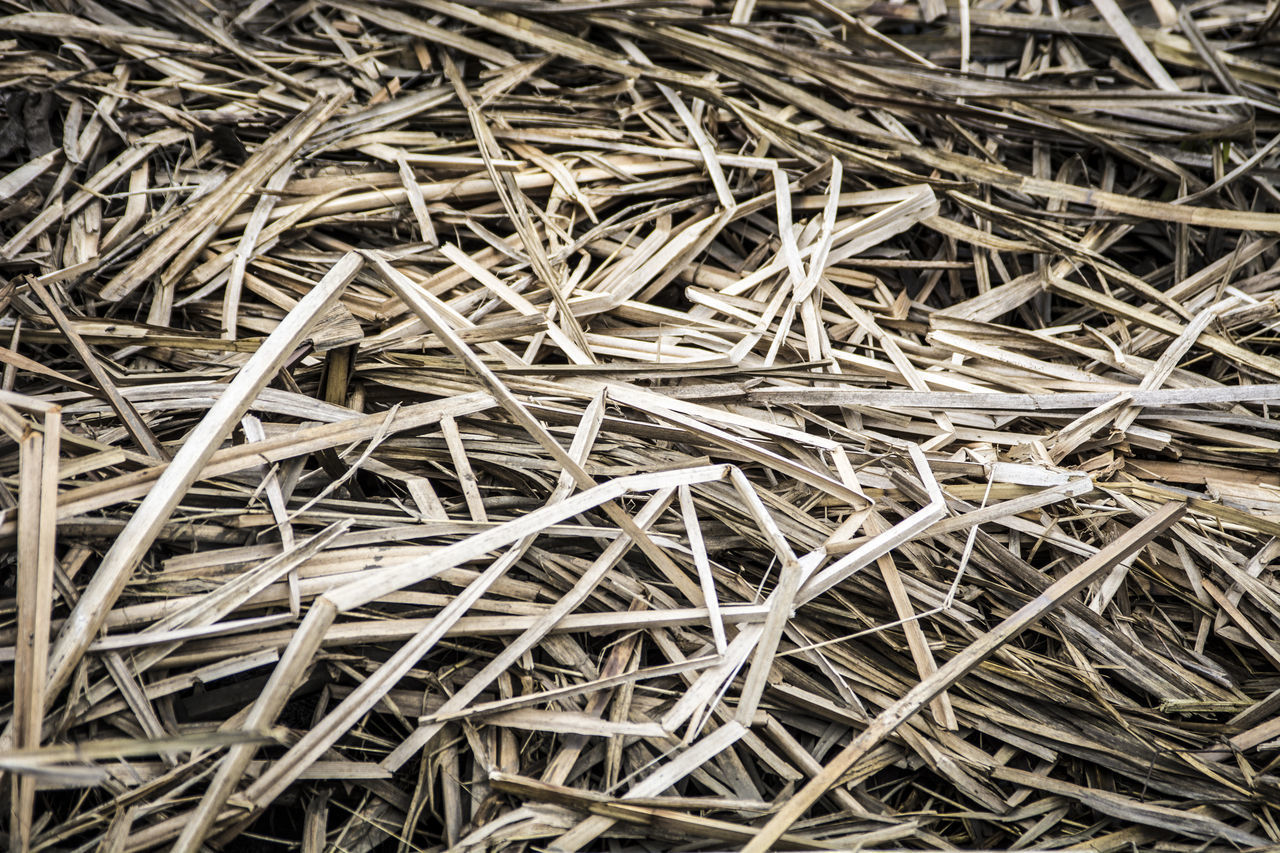 FULL FRAME SHOT OF DRY TWIGS