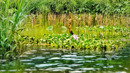 Water lily in lake