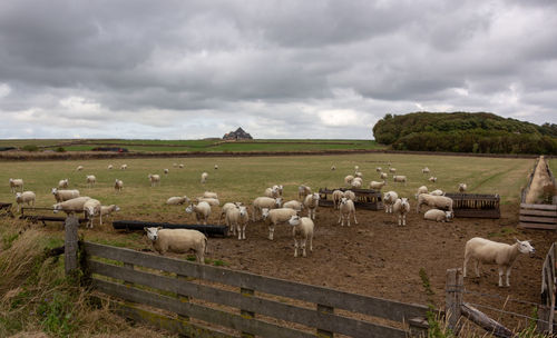 Flock of sheep on field