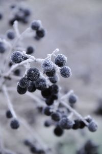 Close-up of frozen frost