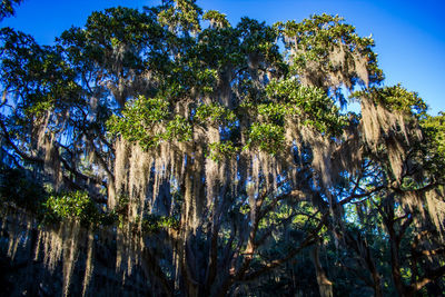 Low angle view of trees against sky