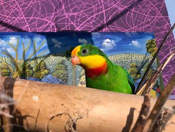 Close-up of parrot perching on branch