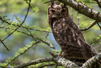 Close-up of bird perching on tree