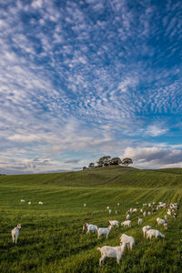 Goats at trustrup hills, denmark