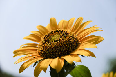 Close-up of sunflower against sky