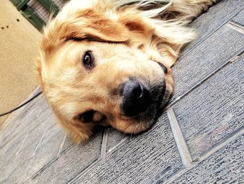 Close-up portrait of dog