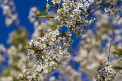 Low angle view of cherry blossom