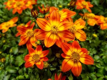 Close-up of orange flowering plants