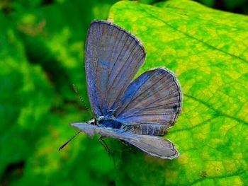 Close-up of butterfly on leaf