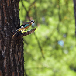 Bird perching on a tree