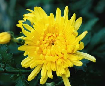 Close-up of yellow flowering plant