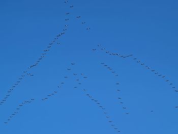 Low angle view of birds flying in sky