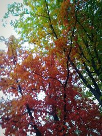 Low angle view of trees against sky