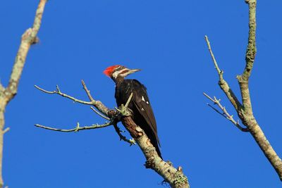 Low angle view of bird perching on branch against blue sky