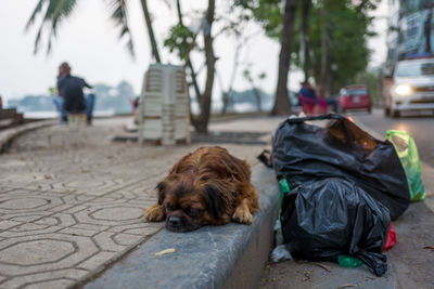 Dog relaxing on street in city