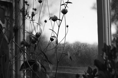 Close-up of plants growing on field against sky