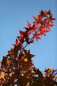 Low angle view of maple tree against sky