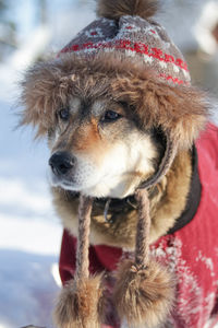 Close-up of dog looking away