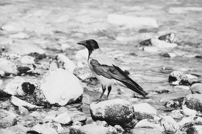 Bird perching on stone in sea