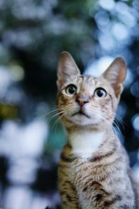 Close-up of cat looking away