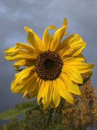 Close-up of sunflower