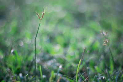 Close-up of grass growing on field