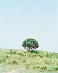 Plant growing on field against clear sky