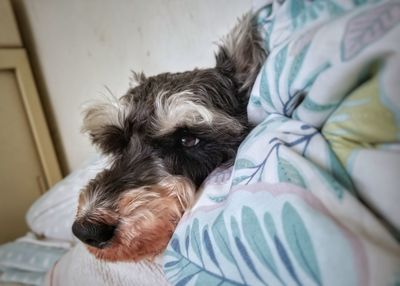 Dog resting on bed at home