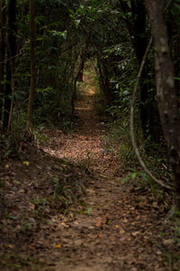 Footpath amidst trees in forest