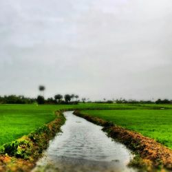 Scenic view of grassy field against sky