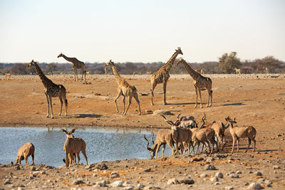 Giraffes and deer at etosha national park