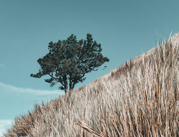 Low angle view of tree on field against clear sky