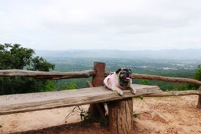 View of dog on landscape against sky