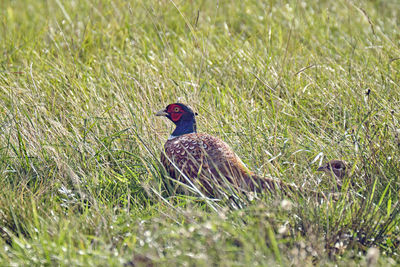 Bird in a field