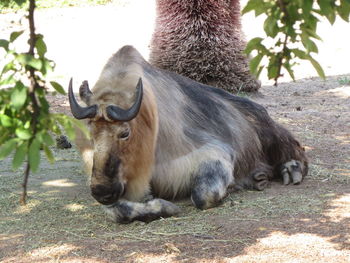 Horse on tree