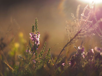 Close-up of purple flowering plants on field