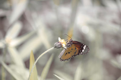 Close-up of butterfly pollinating on flower