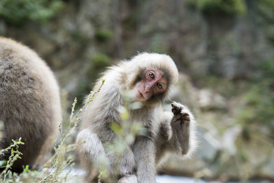 Cute close-up macaque baby in japan