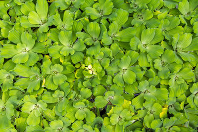 Full frame shot of plants
