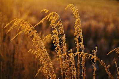 Thatch grass