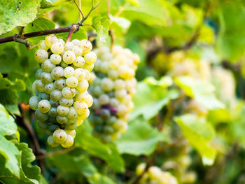 Close-up of fruit growing on tree