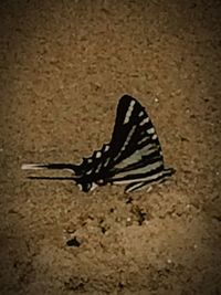 Close-up of butterfly