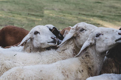 Close-up of sheep on field